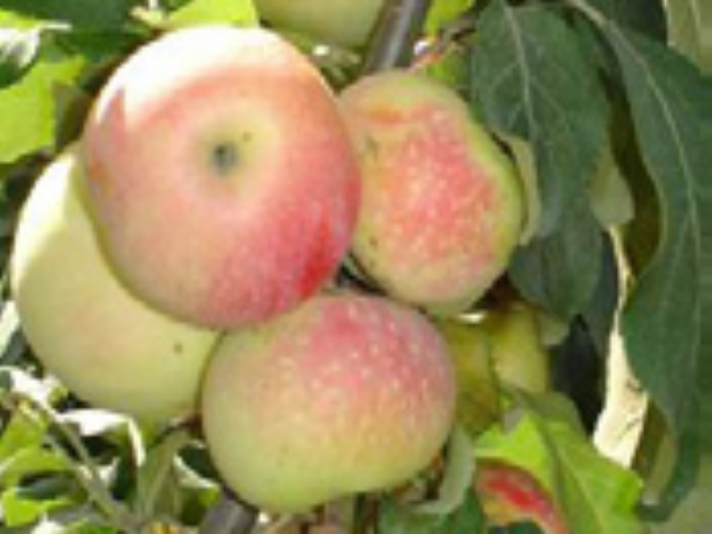 Сорт кумир яблоня Сорт кумир яблоня