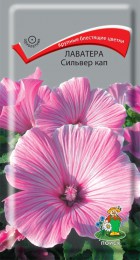 Лаватера Сильвер Кап - Сезон у Дачи