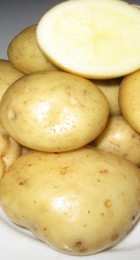 Картофель семенной Адретта (1 репр) 4 кг - Сезон у Дачи