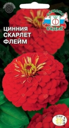 Цинния Скарлет флейм - Сезон у Дачи