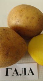 Картофель семенной Гала (1 репр) 4 кг - Сезон у Дачи