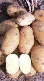 Картофель семенной Самба (элита) 1кг - Сезон у Дачи