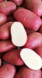 Картофель семенной Торнадо 1 кг - Сезон у Дачи