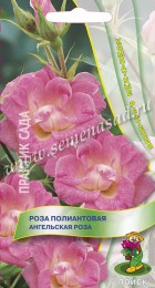 Роза полиантовая Ангельская роза - Сезон у Дачи