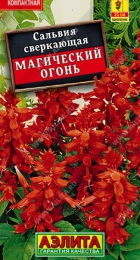 Сальвия Магический огонь (Аэлита) - Сезон у Дачи