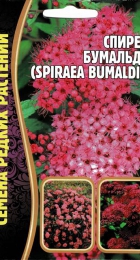 Спирея Бумальда /Spiraea bumaldii (ЧК) - Сезон у Дачи