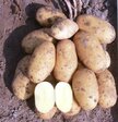 Картофель семенной Самба (элита) 1кг - Сезон у Дачи
