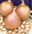 Лук-севок Стурон (Россия TOP-onions) 1кг - Сезон у Дачи