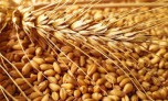 Пшеница 1кг - Сезон у Дачи
