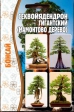 Секвойядендрон гигантский (Мамонтово дерево)  5шт - Сезон у Дачи