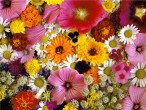 Цветы однолетние - Сезон у Дачи