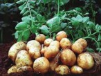 Картофель - Сезон у Дачи