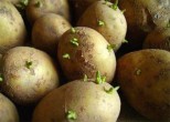 Картофель семенной - Сезон у Дачи