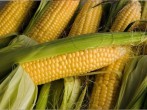 Кукуруза - Сезон у Дачи