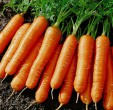 Морковь - Сезон у Дачи