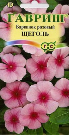 Барвинок розовый (Катарантус) Щеголь - Сезон у Дачи