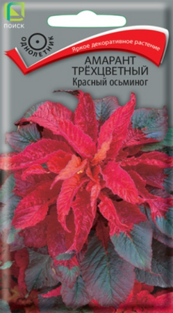 Амарант Красный осьминог (Поиск) - Сезон у Дачи