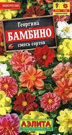 Георгина Бамбино (Аэлита) - Сезон у Дачи