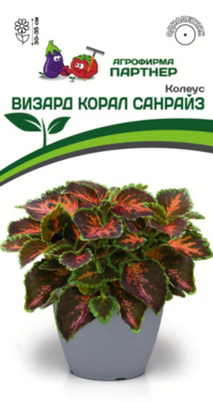 Колеус Визард Корал Санрайз (Партнер) - Сезон у Дачи