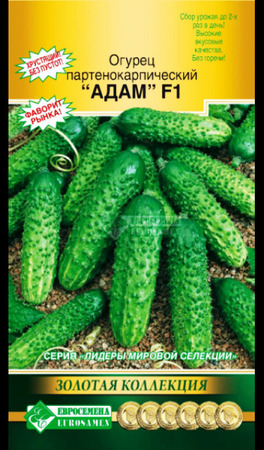 Огурец Адам F1 (Евросемена) - Сезон у Дачи