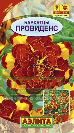 Бархатцы Провиденс отклоненные (Аэлита) - Сезон у Дачи