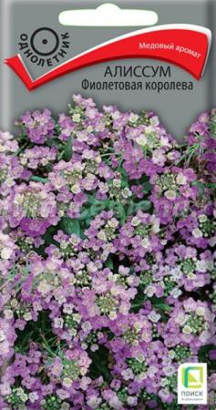 Алиссум Фиолетовая королева (Поиск) - Сезон у Дачи