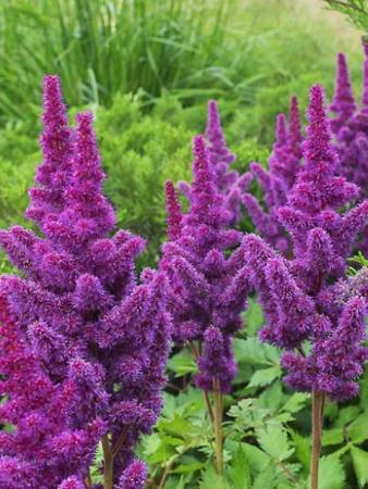 Астильба Блэк Пёрлс (1 шт) - Сезон у Дачи