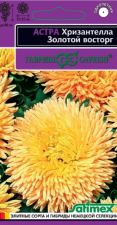 Астра Хризантелла Золотой восторг (Гавриш) - Сезон у Дачи