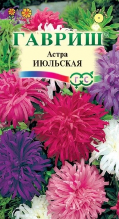 Астра Июльская смесь (Гавриш) - Сезон у Дачи