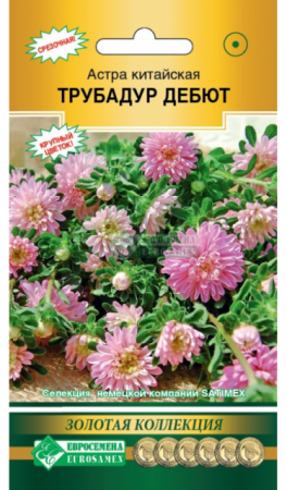 Астра Трубадур Дебют китайская (Евросемена) - Сезон у Дачи