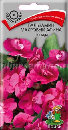 Бальзамин Афина Паллада махровый (ПОИСК) - Сезон у Дачи