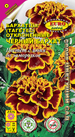 Бархатцы Черный бархат отклоненные (Аэлита Экстра) - Сезон у Дачи