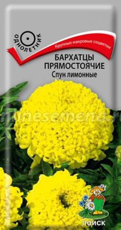 Бархатцы Спун Лимонные прямостоячие (Поиск) - Сезон у Дачи