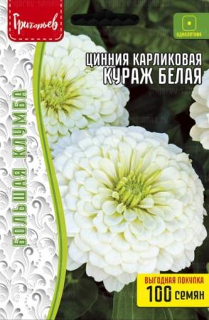 Цинния Кураж Белая карликовая (H.Courage White) (Григорьев) - Сезон у Дачи
