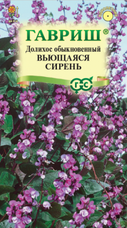 Долихос Гиацинтовые бобы Вьющаяся сирень (Гавриш) - Сезон у Дачи
