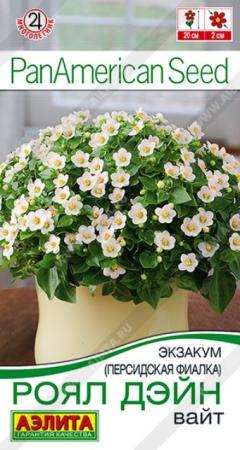 Экзакум (Персидская фиалка) Роял Дэйн Вайт (Аэлита) - Сезон у Дачи