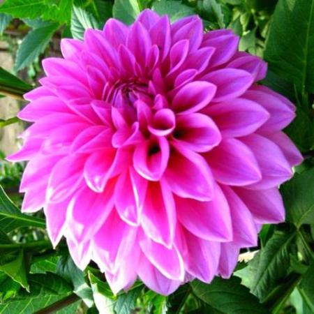 Георгин Артур Хамбли (1шт) (Волжский Сад) - Сезон у Дачи