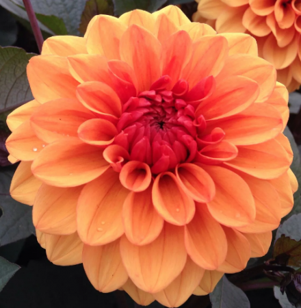 Георгин Дэвид Говард (1шт) (Волжский Сад) - Сезон у Дачи