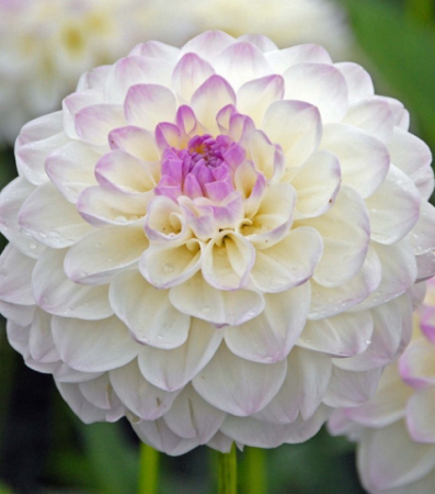 Георгин Эвелин (1шт) (Волжский Сад) - Сезон у Дачи