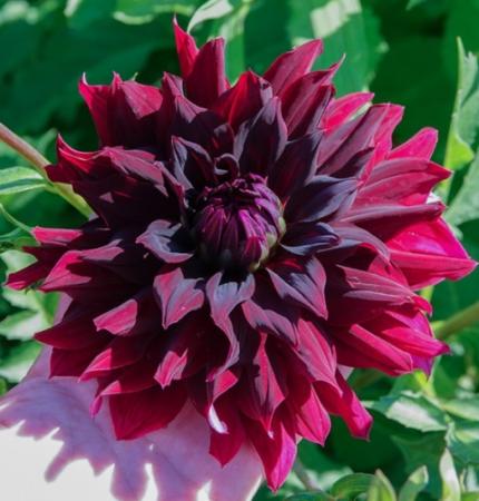 Георгин Рип Сити (1шт) (Волжский Сад) - Сезон у Дачи