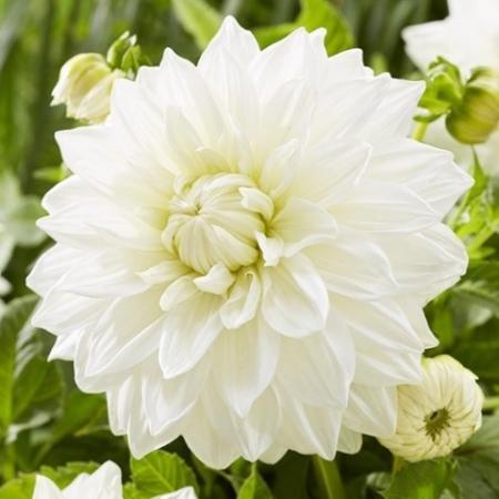 Георгина Буллс Прайд - Сезон у Дачи