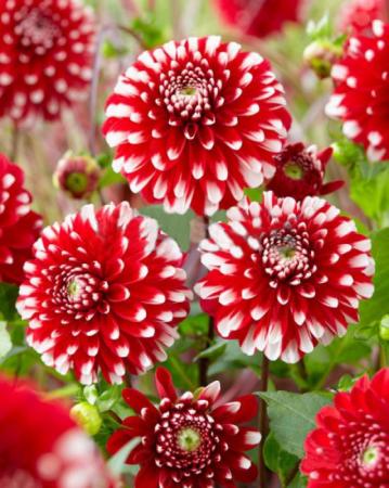 Георгина Литл Тайгер шаровидная 1шт - Сезон у Дачи