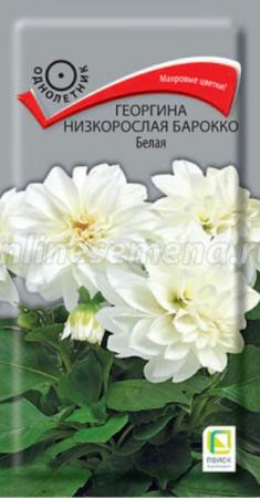 Георгина низкорослая Барокко Белая (Поиск) - Сезон у Дачи