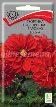 Георгина низкорослая Барокко Красная (Поиск) - Сезон у Дачи