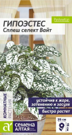 Гипоэстес Сплеш Селект Вайт (Сем Алт) - Сезон у Дачи
