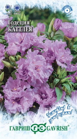 Годеция Каттлея махровая (Гавриш) - Сезон у Дачи