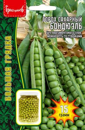 Горох Бондюэль сахарный (Григорьев) - Сезон у Дачи