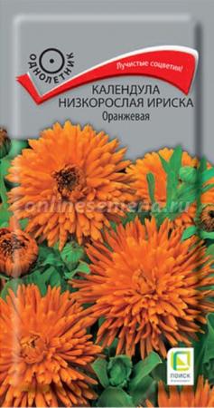 Календула Ириска Оранжевая низкорослая (Поиск) - Сезон у Дачи