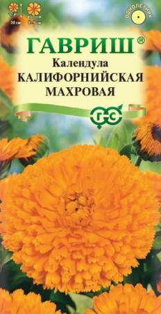 Календула Калифорнийская (Гавриш) - Сезон у Дачи