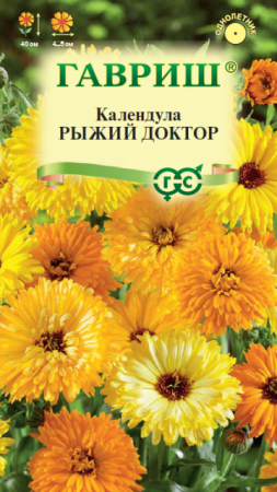 Календула Рыжий доктор (Гавриш) - Сезон у Дачи